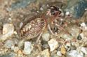 Cytaea_xanthopus_F0771_Z_85_Palmerstone park_Australie